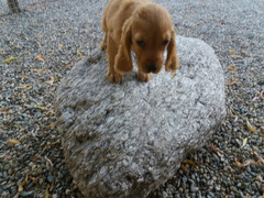 CUCCIOLI  COCKER SPANIEL FULVI