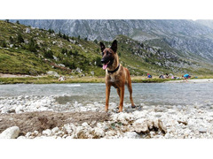 pastore belga malinois