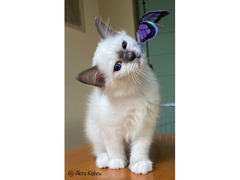 Cuccioli Sacri di Birmania