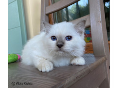 Cuccioli Sacri di Birmania