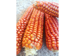 Semi di mais granturco antico Toscano