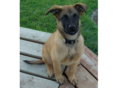 Allevamento pastore belga a Monza