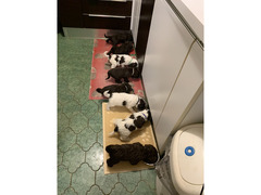 Cuccioli di Perro de agua spagnolo