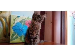 MAINE COON CUCCIOLA XXL