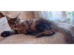 MAINE COON CUCCIOLA XXL