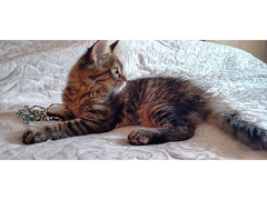 MAINE COON CUCCIOLA XXL
