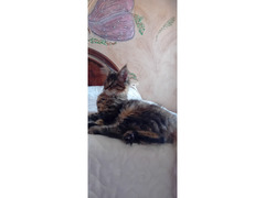MAINE COON CUCCIOLA XXL