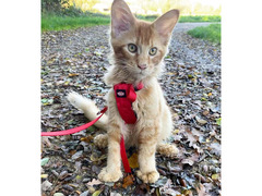 Grazioso gattino Maine Coon in cerca di una nuova casa.