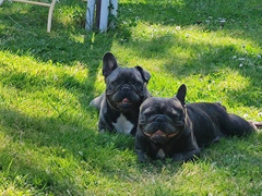 Cuccioli bulldog francese blu con pedigree.