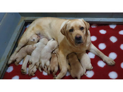 Cuccioli di Labrador Retriever
