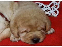 Cuccioli di Labrador Retriever