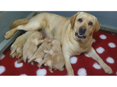 Cuccioli di Labrador Retriever
