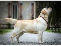 Cuccioli di Labrador Retriever