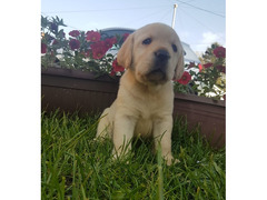 Cuccioli di Labrador Retriever