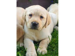 Cuccioli di Labrador Retriever