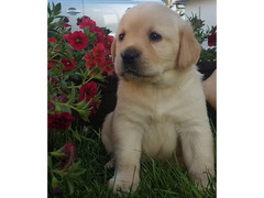 Cuccioli di Labrador Retriever