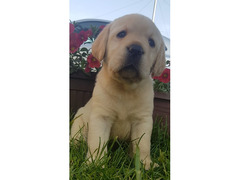 Cuccioli di Labrador Retriever