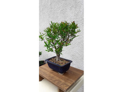 bonsai melograno