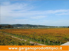I vini del Gargano - Tenute Cantine Cimaglia