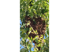 Recupero Api Pronto intervento Milano Monza Tel.3501441718