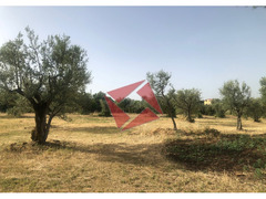 TERRENO CON RUSTICO - GALLICANO