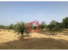 TERRENO CON RUSTICO - GALLICANO