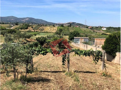 TERRENO AGRICOLO PIANEGGIANTE 3.900 MQ - SAN CESAREO