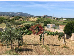 TERRENO AGRICOLO PIANEGGIANTE 3.900 MQ - SAN CESAREO