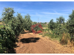 TERRENO AGRICOLO PIANEGGIANTE 3.900 MQ - SAN CESAREO