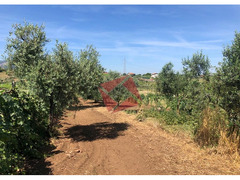 TERRENO AGRICOLO PIANEGGIANTE 3.900 MQ - SAN CESAREO