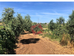 TERRENO AGRICOLO PIANEGGIANTE 3.900 MQ - SAN CESAREO