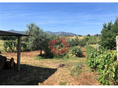 TERRENO AGRICOLO PIANEGGIANTE 3.900 MQ - SAN CESAREO