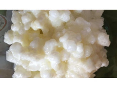 cerco grani di Kefir ("yogurt russo") a Torino