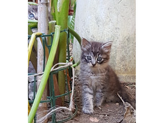 Gattini cucciolata in Sud Sardegna