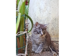 Gattini cucciolata in Sud Sardegna