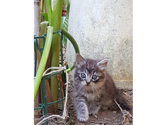 Gattini cucciolata in Sud Sardegna