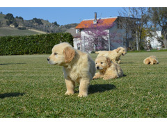 Golden Retriever