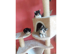 5 micini deliziosi aspettano una famiglia