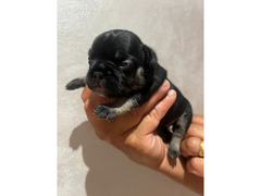 CUCCIOLI BULLDOG FRANCESE