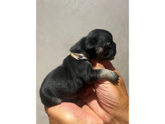 CUCCIOLI BULLDOG FRANCESE