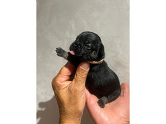 CUCCIOLI BULLDOG FRANCESE
