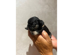 CUCCIOLI BULLDOG FRANCESE