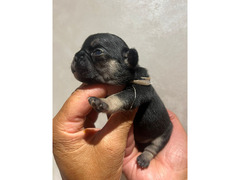 CUCCIOLI BULLDOG FRANCESE