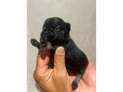 CUCCIOLI BULLDOG FRANCESE