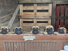 Cuccioli