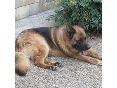 Pastore tedesco maschio con pedigree (REGALO)