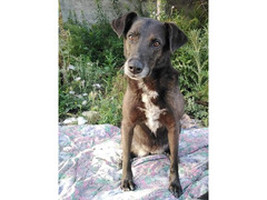Cagnolina cerca casa