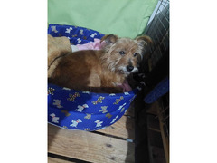 Dolce Henry, 5 kg di amore aspetta una casa