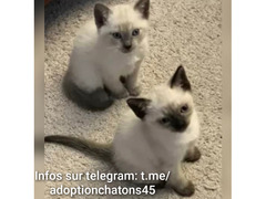 Adozione gattini siamese