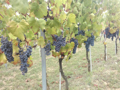 Uva da Vino